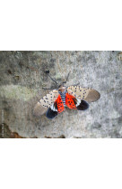 Lanterne - papillons
