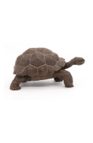 Tortue des galapagos