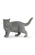 Chat chartreux