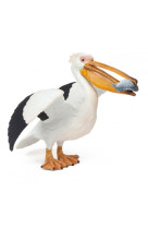 Pelican