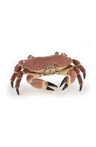 Crabe