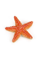 Etoile de mer