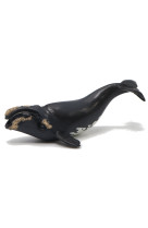 Baleine franche