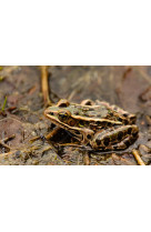 Sac - it-s 2 late grenouille