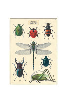 Poster insectes - 15