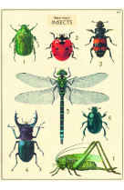 Poster insectes - 15