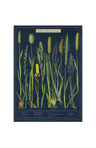 Poster british grasses - 11