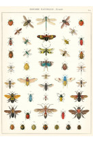 Poster histoire naturelle insectes - 34