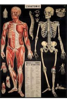 Poster anatomie - 10